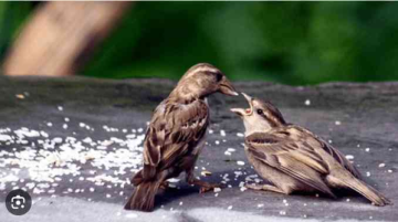 PM Modi Highlights Efforts to Revive Sparrow Population