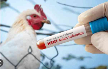 H5N1 strain of bird flu can spread through air, study finds