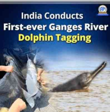 India Conducts First Ganges River Dolphin Tagging in Assam