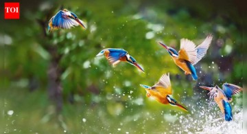 Discover the Amazing Science Behind Birds That Can Regrow Their Feathers and How They Overcome Feather Loss with Incredible Regrowth!
