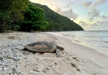 Authorities dismantle 'Ninja Turtle' syndicate trafficking exotic turtles, seize assets and animals, highlighting strengthened enforcement and conservation collaboration across regional borde