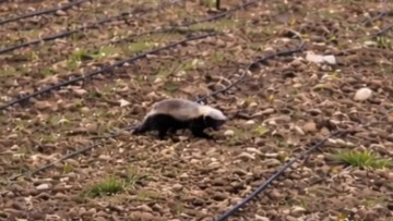 A remarkable honey badger sighting captured on camera in northern Israel's agricultural field.