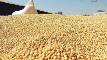 India experiences a significant 42% decline in oilmeals exports during January this year.