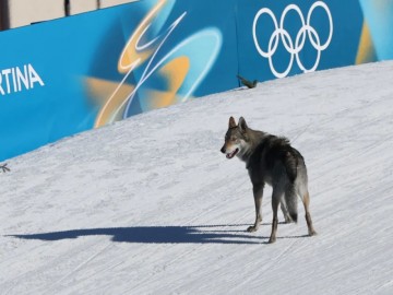 Czechoslovakian wolfdog participates in cross-country race at Milano-Cortina Games this Wednesday.