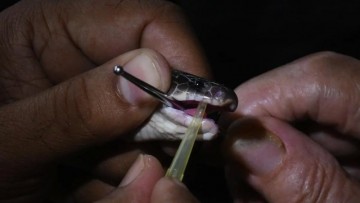 Gujarat's venomous snakes' auction aims to develop state-specific antivenom effectively and efficiently.