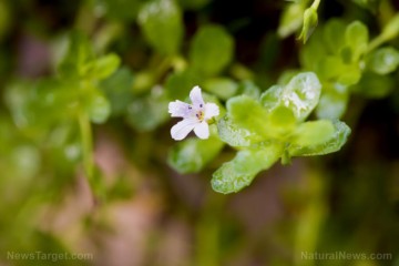 Bacopa monnieri: An ancient herb scientifically enhancing memory and focus for better brain health.