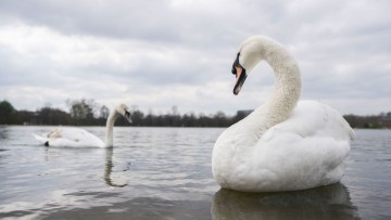 Thirty deceased swans discovered in suspected avian flu outbreak along the River Thames.