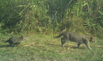 Kaziranga National Park reveals promising population of endangered Fishing Cats through scientific survey.
