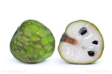 Cherimoya: The nutrient-rich tropical fruit offering numerous health advantages for everyone.