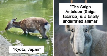Explore these 69 incredible animal photographs that enhance your appreciation for wildlife significantly.