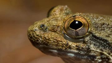 Researchers uncover unique species within Borneo's fascinating population of fanged frogs.
