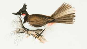 Discover six significant books that provide detailed insights about various bird species and behaviors.