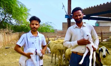 Mansa duo overcomes skepticism to achieve impressive annual income of Rs 20 lakh from sheep farming.