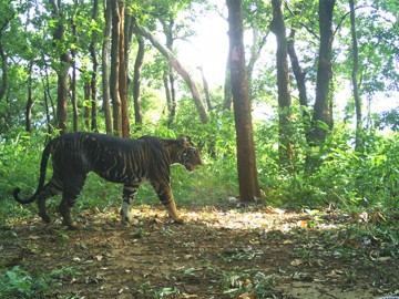 Odisha: Rare melanistic tiger skin seized in Similipal, 12 arrested, main accused absconding