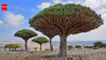 Socotra: Exploring the Unique Features That Earn This Yemeni Island Its Distinctive Title