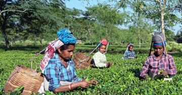After 200 years, a dream comes true: PM Modi grants land ownership rights to tea workers