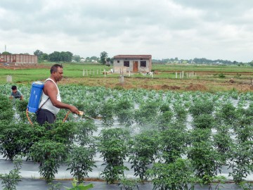 Fertiliser production to dip 10-15% if Middle East issues persist: Crisil Ratings