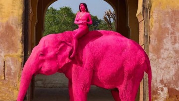 Controversy Erupts Over Pink Elephant Photoshoot in Jaipur by Russian Artist Julia Buruleva Following Animal's.