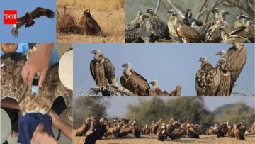 Surge of Steppe Eagles and Vultures in Jaisalmer's Desert National Park Sparks Migration Concerns.