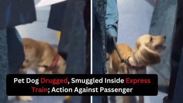 Pet Dog Allegedly Drugged With Sleeping Pills, Smuggled On Express Train By Couple; Viral Video Shows Canine's Restlessness After Regaining Consciousness