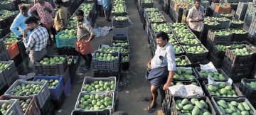 West Asia conflict squeezes Coimbatore mango traders export business