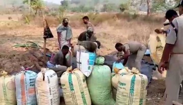 Gajapati Police Unearth 20 Quintals Of Cannabis Worth Over Rs 2Cr Buried In Forest