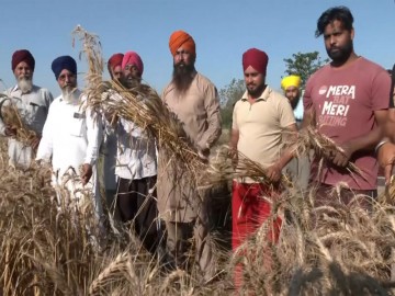 Punjab farmers celebrate Vaisakhi with enthusiasm, harvesting wheat