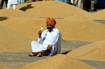 Wheat Procurement Down 69% - Govt Data