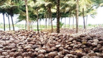 Gulf crisis stalls tender coconut exports from Pollachi as ocean freight rates triple