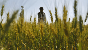 India books phosphate fertiliser at 40% above pre-war prices