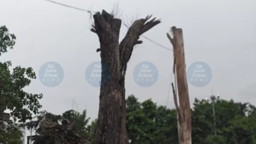 Translocated trees from Dighalipukhuri wither within months at Lachit Ghat
