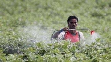 India's paraquat debate: Hidden costs to public health