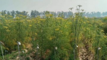 Haryana University Develops Medicinal Spice Varieties To Boost Farmer Income And Health