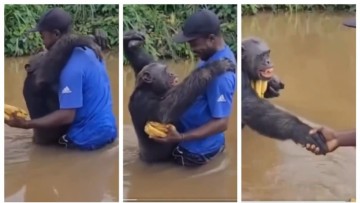 A Video Shows Chimpanzee Hugging Crying Man, Consoles With Kiss And Tender Shoulder Pat