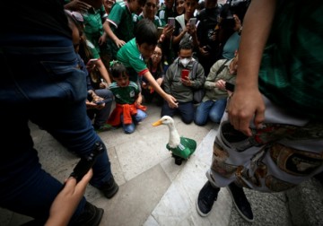 Football ambassador and fan favorite: a duck becomes a star in Mexico