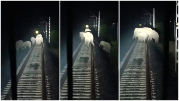 Alert Loco Pilots Stop Rajdhani Express, Save Herd Of Elephants Crossing Tracks In Assam