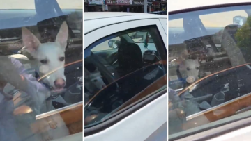 Dog Locked Inside Parked Car in Lucknow Sparks Outrage on Social Media