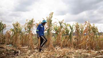 The super El Niño is here. What happens next could upend food systems worldwide
