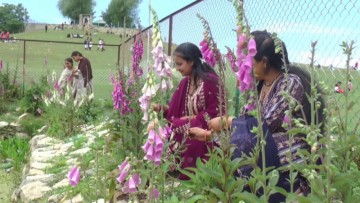 Foxglove Flowers Bloom in Jammu and Kashmir