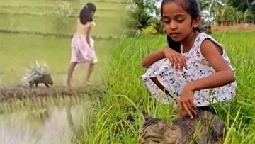 Sri Lankan girl and rescued porcupine win hearts around the world after viral video
