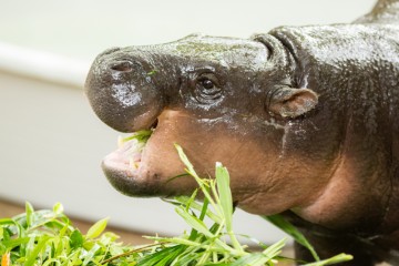 Thai zoo plans three-day birthday bash as viral pygmy hippo Moo Deng turns two