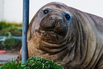 Neil the seal is more than a viral animal. He's become a global folk hero