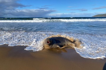 We'll miss you: Neil the seal returns to the sea