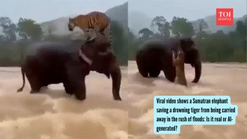 Viral video shows a Sumatran elephant saving a drowning tiger from being carried away in the rush of floods: Is it real or AI-generated?