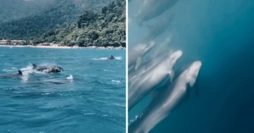 Malaysian Diver Captures Awe-Inspiring Video Of About 150 Whales Swimming Near Pulau Tioman