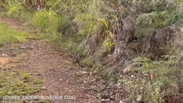 Jaguar Cub Video Renews Calls to Respect Protected Wildlife