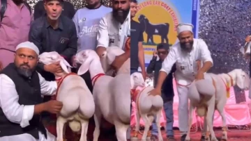 Disgusting, Nasty: Pakistan's Bizarre Goat Beauty Contest Sparks Outrage as Video Goes Viral