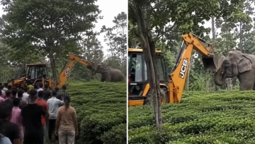 Viral Video: Elephant Stands Against JCB To Protect Assam Forest, Wins Hearts Online