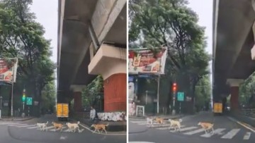 Dogesh using zebra crossing in Bengaluru: Pack of dogs crosses road in viral video