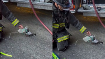 Tiny oxygen mask, big hearts: Firefighters rescue smoke-stricken pigeon